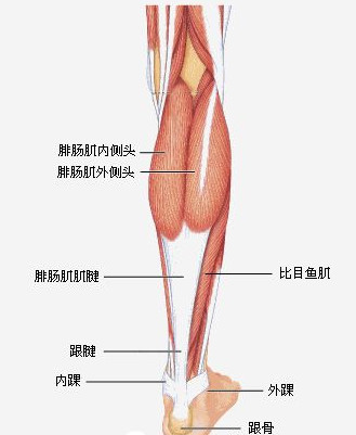 跟腱的治疗措施.jpg